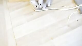 He is four weeks old and fights with adults.