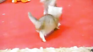 Ragdoll kitten skills at four weeks old