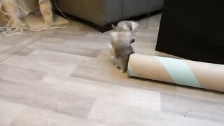 1 months old ragdoll kittens funny moments