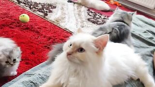 lovely brothers