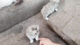 baby kittens started learning to fight and hunt.