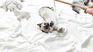Jumping on the bed and playing with the cats before bed