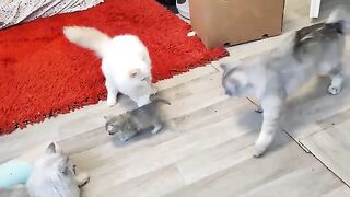 How little Buddy handles this challenge ?will surprise you.