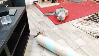cute 3 weeks old kittens party