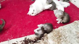my ragdoll family more fun, love and adventures