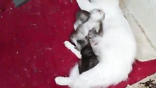 He left his mother and went to the Persian mother to taste another taste of milk.