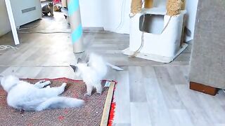 Dont judge a book by its cover.Kittens show off their strength
