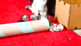 baby kittens having fun with old brothers
