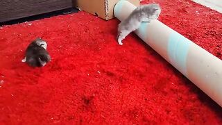 3 weeks old kittens having fun with 5 months kittens
