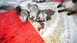 2 weeks old kittens first time meeting older brothers