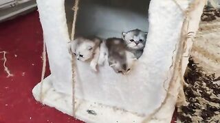 Big brother sees his little brothers for the first time