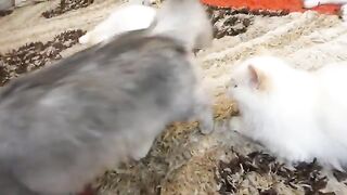 Big brother sees little brother for the first time