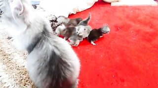 2 weeks old kittens first meet with older brother