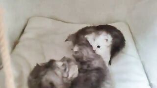 cute ragdoll kittens 2 weeks old