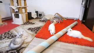 funny ragdoll kittens party