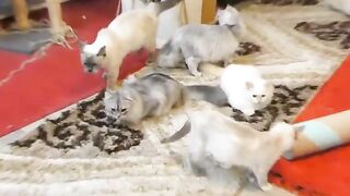 kittens 2 weeks old.They try to go out and play with their brothers.