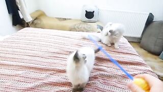 Playing with ragdoll cats on the bed