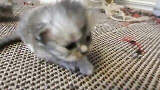 2 week old kittens They jump out of the box.