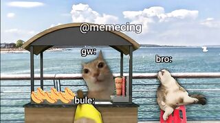 Funny cat
