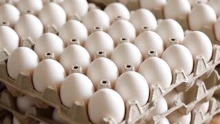 eggs nitrofugans
