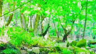 Beautiful nature