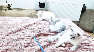 A rare cat, although he is the youngest, he is the strongest among all.