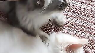 funny ragdoll kittens on the bed