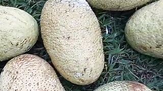 Fruit of the tribe, the result of our harvest today