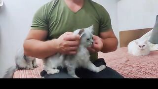 Free positive energy from ragdoll cats