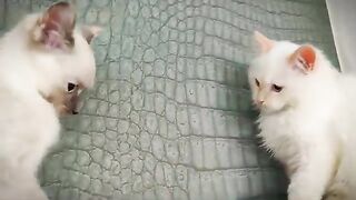 Ragdoll Cats Jumping and Hiding Skills