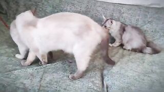 Dont fight with your sister