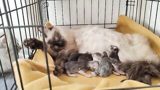 Mother cat after giving birth