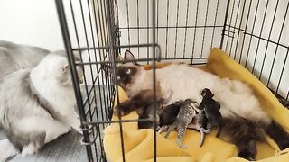 Mother looking at her older children watching her younger children