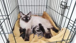 My cat gave birth to 6 kittens.