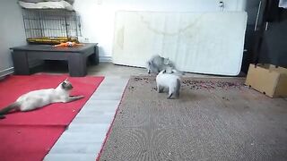 Ragdoll Cats Dominance Struggle Part 9