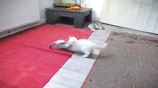Ragdoll Cats Dominance Struggle Part 8