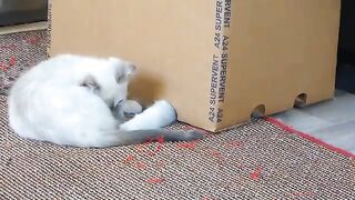 Ragdoll Cats Dominance Struggle Part 6