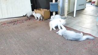 Ragdoll Cats Dominance Struggle Part 4