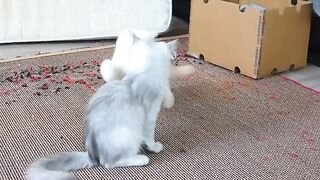 Ragdoll Cats Dominance Struggle Part 3