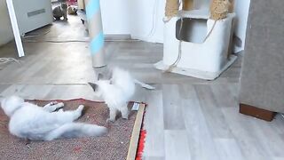Ragdoll Cats Dominance Struggle Part 2