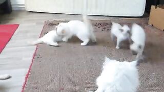 Ragdoll Cats Dominance Struggle Part 1