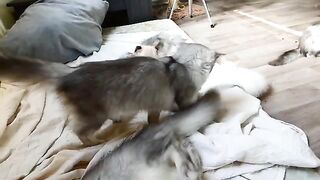 Adventurous cat fights with a cat three times bigger than her