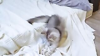 kitten   siamese