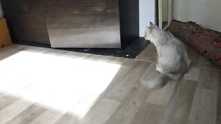 kitten