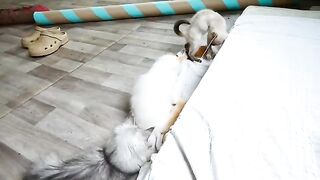 Funny brother and sister fight