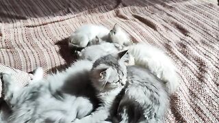 Funny cats waking up
