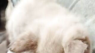 This is how my cat greets me when I come home from work.