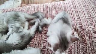 Sweet morning with my kittens