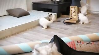 47 Minutes of fun, laughter and adventures with Ragdoll kittens