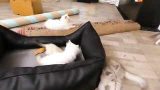 He is the smallest cat but he became the strongest and the leader, but how?
